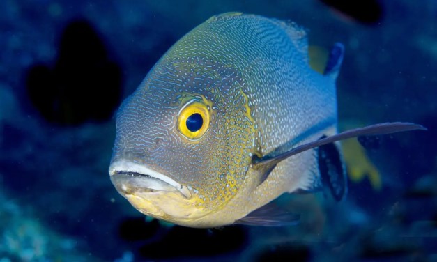 Why fish can’t evolve both powerful jaws and big teeth