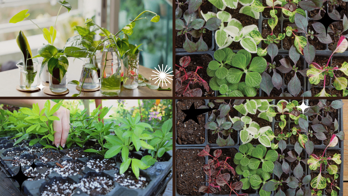 How to Propagate Plants – Expand Your Garden with Ease!