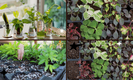 How to Propagate Plants – Expand Your Garden with Ease!