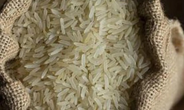 IRRI scientists identify rice varieties with anti-cancer properties