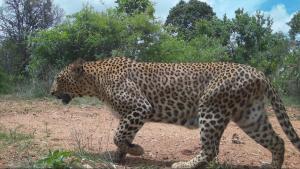 Bengaluru’s leopard count rises, beats Mumbai to become the ‘leopard capital’ 1