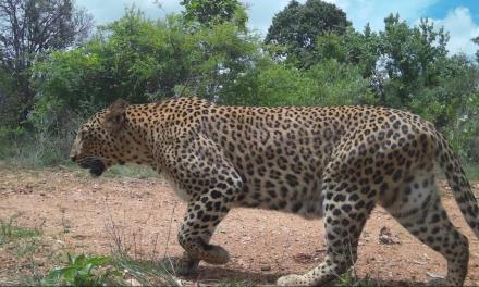 Bengaluru’s leopard count rises, beats Mumbai to become the ‘leopard capital’
