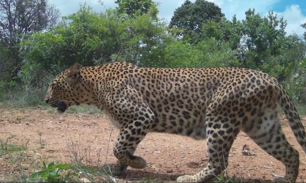 Bengaluru’s leopard count rises, beats Mumbai to become the ‘leopard capital’