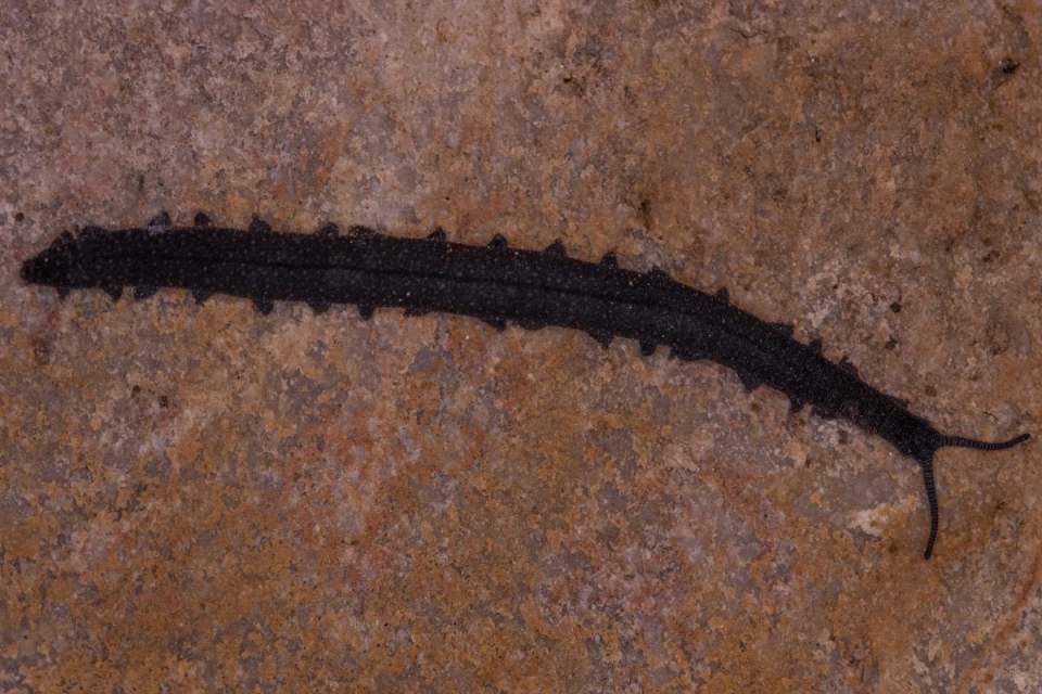 Discovery of a Lifetime: Student Discovers Ancient “Living Fossil” Underneath Rock