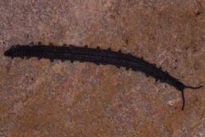 Discovery of a Lifetime: Student Discovers Ancient “Living Fossil” Underneath Rock 1