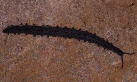 Discovery of a Lifetime: Student Discovers Ancient “Living Fossil” Underneath Rock