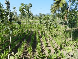 Agroforestry can transform rural futures 1