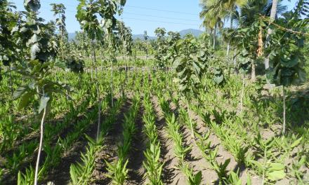 Agroforestry can transform rural futures