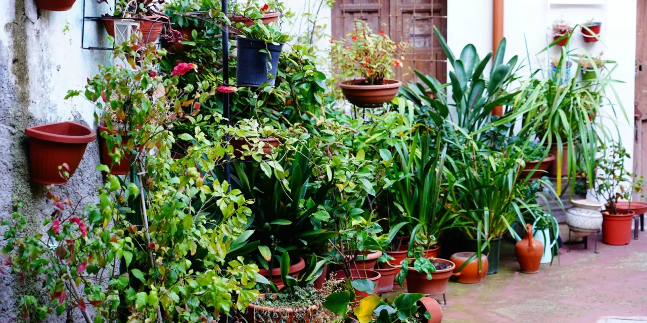 8 superfoods you can grow in your home garden