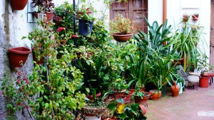 8 superfoods you can grow in your home garden 1