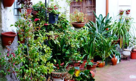 8 superfoods you can grow in your home garden