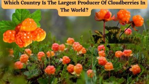 Which Country Is The Largest Producer Of Cloudberries In The World? 1 Which Country Is The Largest Producer Of Cloudberries In The World? 1