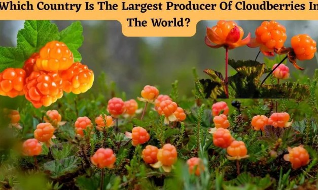 Which Country Is The Largest Producer Of Cloudberries In The World?