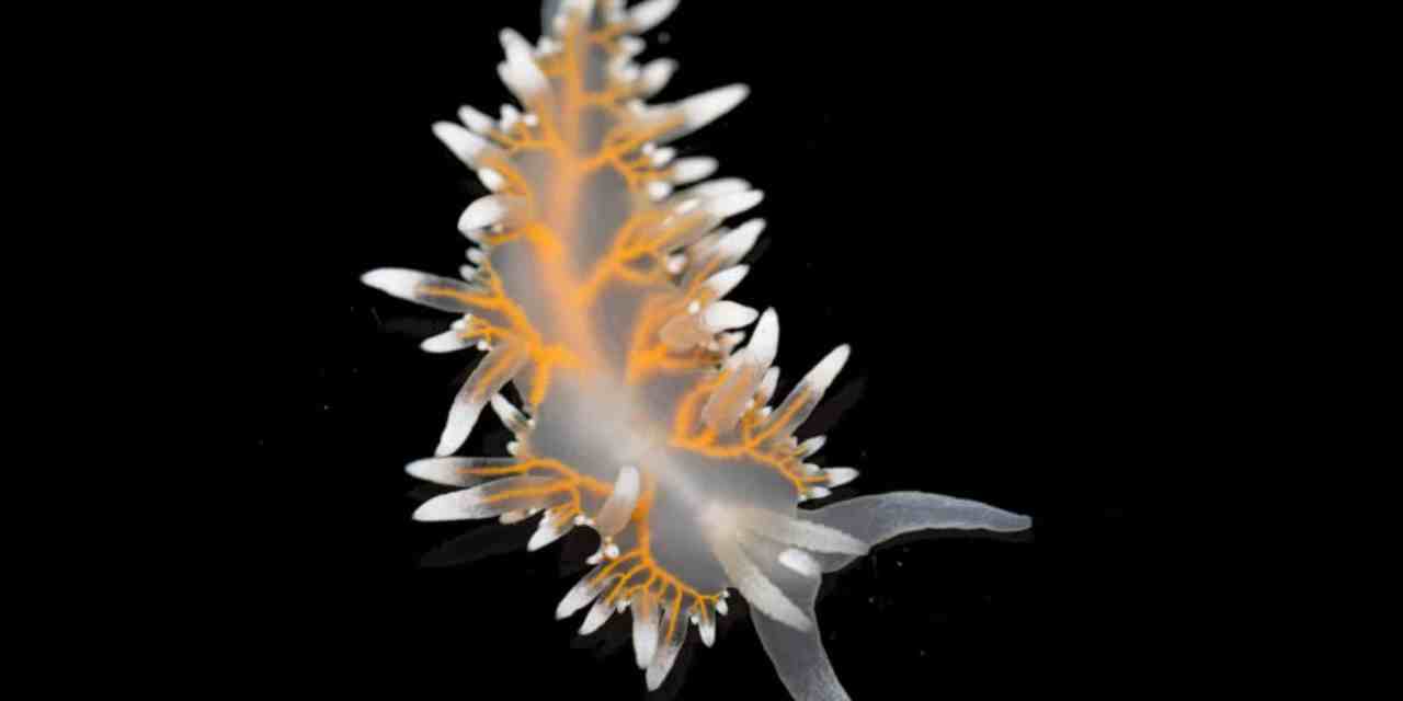 A Deep-Sea Expedition Unearths Unimaginable Lifeforms in the South Sandwich Islands