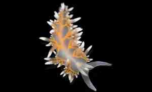 A Deep-Sea Expedition Unearths Unimaginable Lifeforms in the South Sandwich Islands 1