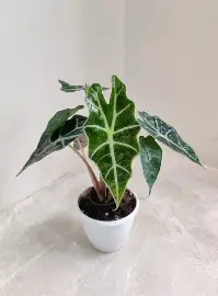 Grow Alocasia Polly at Home: A Beginner’s Guide to This Tropical Houseplant