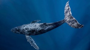 Oceans cannot become 'wild west', warns UN chief 1