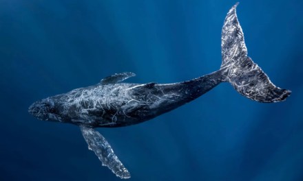 Oceans cannot become ‘wild west’, warns UN chief