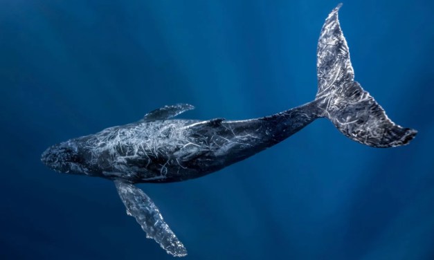 Oceans cannot become ‘wild west’, warns UN chief