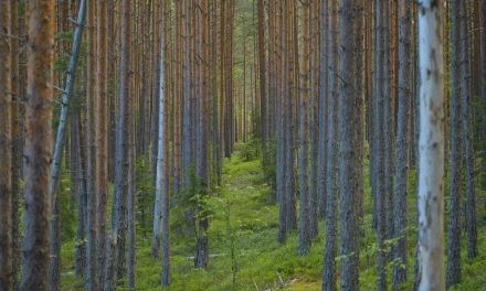 Forests are now contributing to climate change – what can be done?