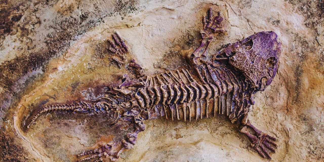 Largest Ever Prehistoric Possum Found in Texas Sheds New Light on Marsupial Evolution