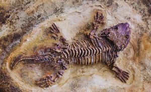Largest Ever Prehistoric Possum Found in Texas Sheds New Light on Marsupial Evolution 1