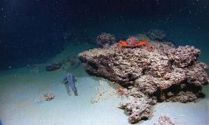 Tiny "marine snow" particles in the oceans defy the laws of physics 1 Tiny "marine snow" particles in the oceans defy the laws of physics 1