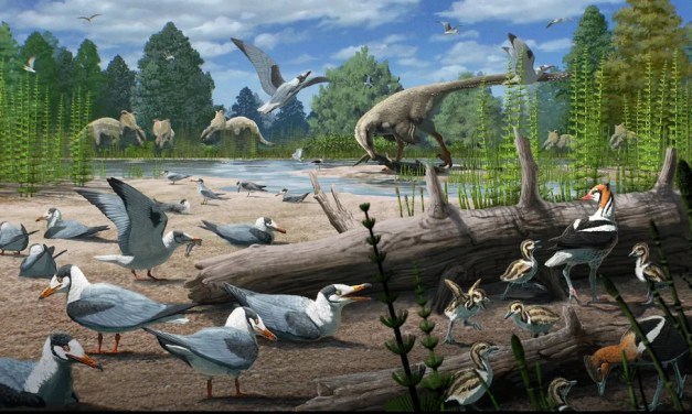 Birds have been nesting in the Arctic Circle for almost 73 million years, newly discovered fossils reveal