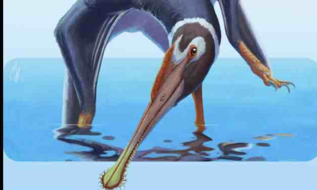 New Flying Reptile Species Unearthed in Germany: Meet Spathagnathus roeperi