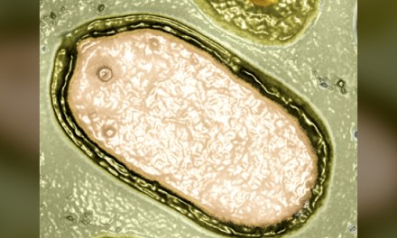 Hundreds of Mysterious Giant Viruses Discovered Lurking in The Ocean