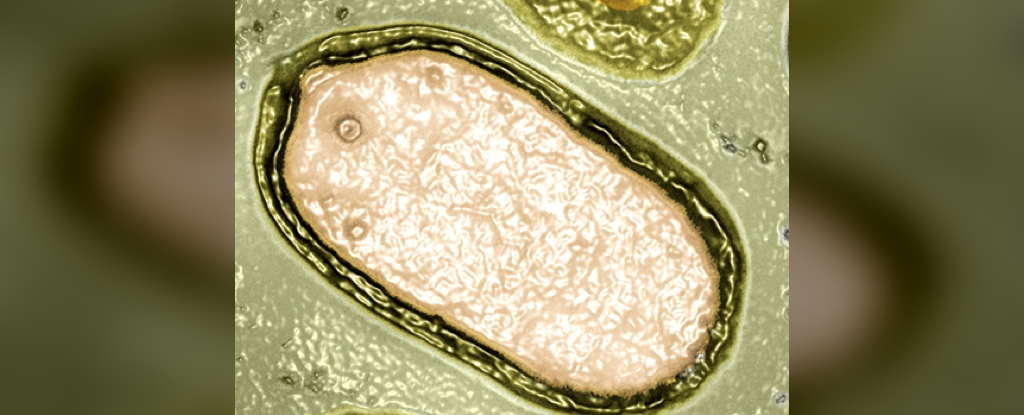 Hundreds of Mysterious Giant Viruses Discovered Lurking in The Ocean