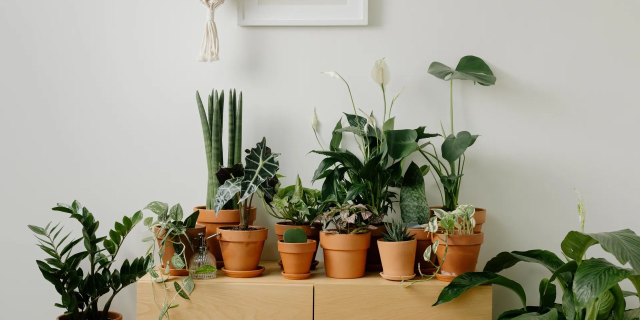 8 superfood plants you can grow indoors to boost energy and improve digestion