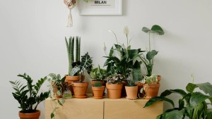 8 superfood plants you can grow indoors to boost energy and improve digestion 1