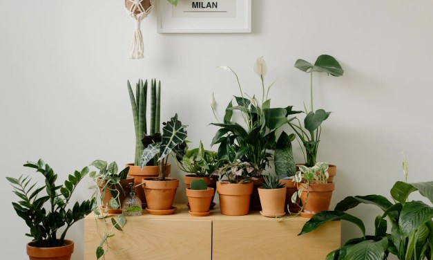 8 superfood plants you can grow indoors to boost energy and improve digestion