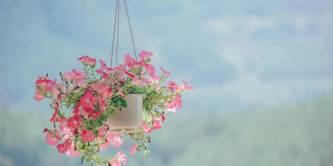 10 low-maintenance hanging plants that will enliven your home while saving space