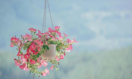 10 low-maintenance hanging plants that will enliven your home while saving space