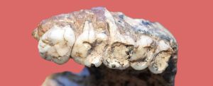 Shallow Holes in Our Ancestor's Teeth Might Not Be a Disease as Thought 1