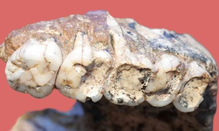 Shallow Holes in Our Ancestor’s Teeth Might Not Be a Disease as Thought