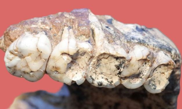 Shallow Holes in Our Ancestor’s Teeth Might Not Be a Disease as Thought