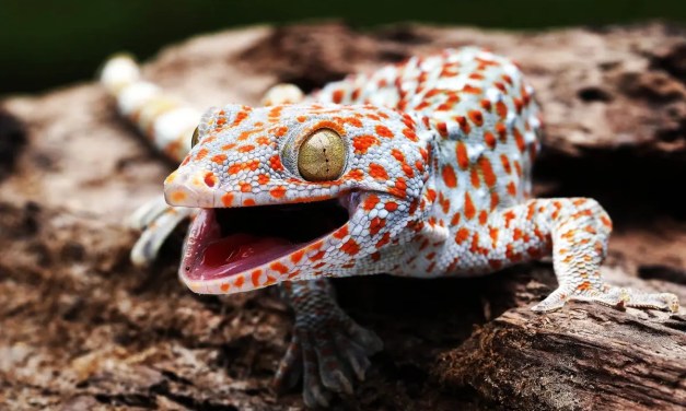 Animals found to have a ‘sixth sense,’ changing some evolutionary theories