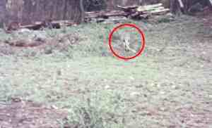 Unearthed Footage Reveals Extinct Australian Species in Full Colour for the First Time 1 Unearthed Footage Reveals Extinct Australian Species in Full Colour for the First Time 1