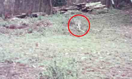 Unearthed Footage Reveals Extinct Australian Species in Full Colour for the First Time