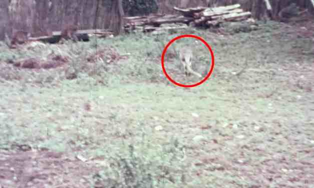 Unearthed Footage Reveals Extinct Australian Species in Full Colour for the First Time