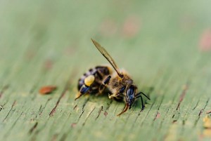 Common Farm Chemical Is Accelerating the Insect Apocalypse 1