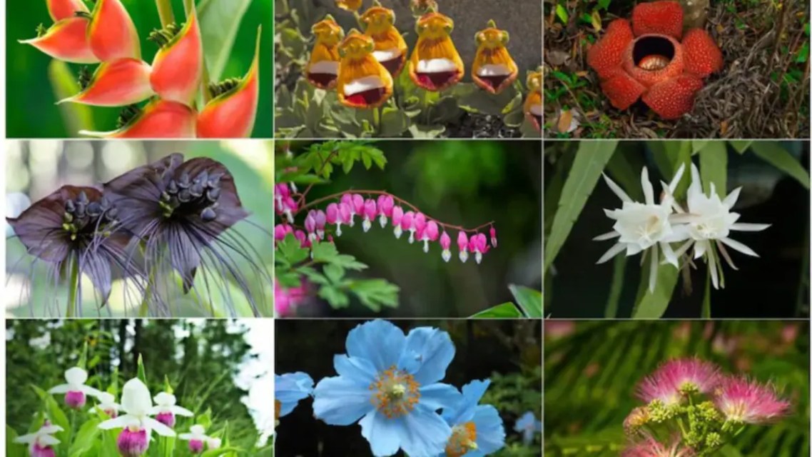 Nature’s Rare Blooming Wonders: Flowers That Bloom Once In A Lifetime