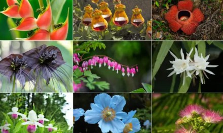 Nature’s Rare Blooming Wonders: Flowers That Bloom Once In A Lifetime