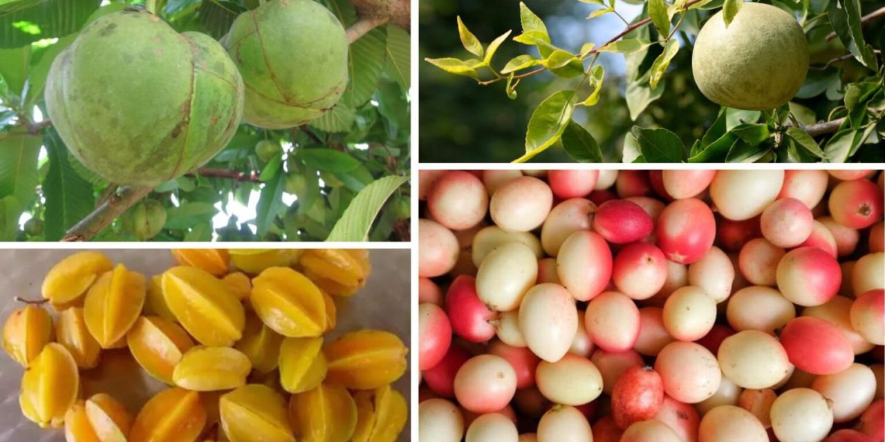 India’s Forgotten Fruits: 5 Local Superfoods Making a Comeback