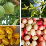 India’s Forgotten Fruits: 5 Local Superfoods Making a Comeback