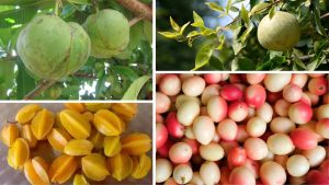 India’s Forgotten Fruits: 5 Local Superfoods Making a Comeback 1