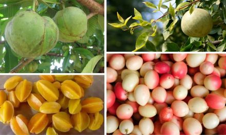 India’s Forgotten Fruits: 5 Local Superfoods Making a Comeback